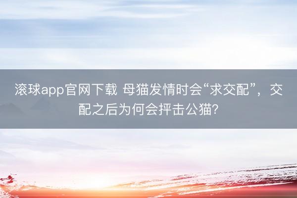 滚球app官网下载 母猫发情时会“求交配”,交配之后为何会抨击公猫?