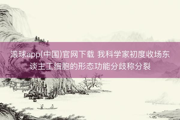 滚球app(中国)官网下载 我科学家初度收场东谈主工细胞的形态功能分歧称分裂