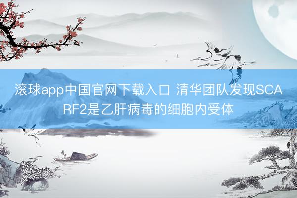 滚球app中国官网下载入口 清华团队发现SCARF2是乙肝病毒的细胞内受体